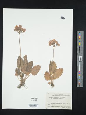 Primula sieboldii image