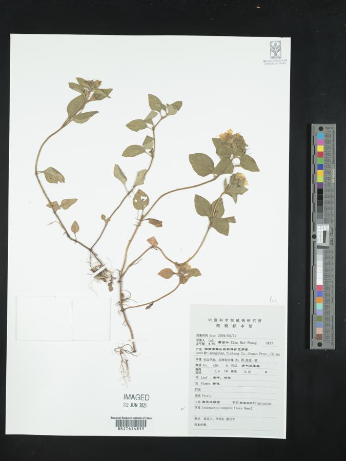 Lysimachia congestiflora image