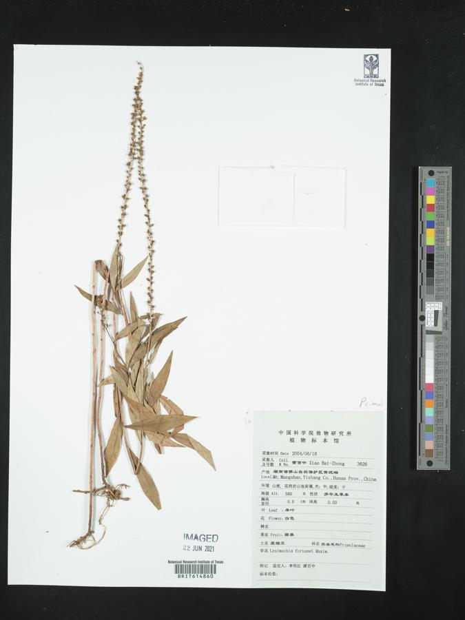 Lysimachia fortunei image