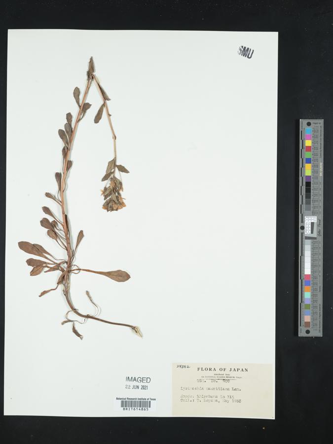 Lysimachia mauritiana image