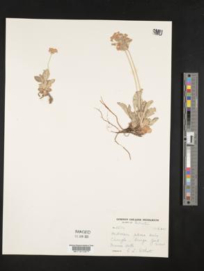 Androsace foliosa image