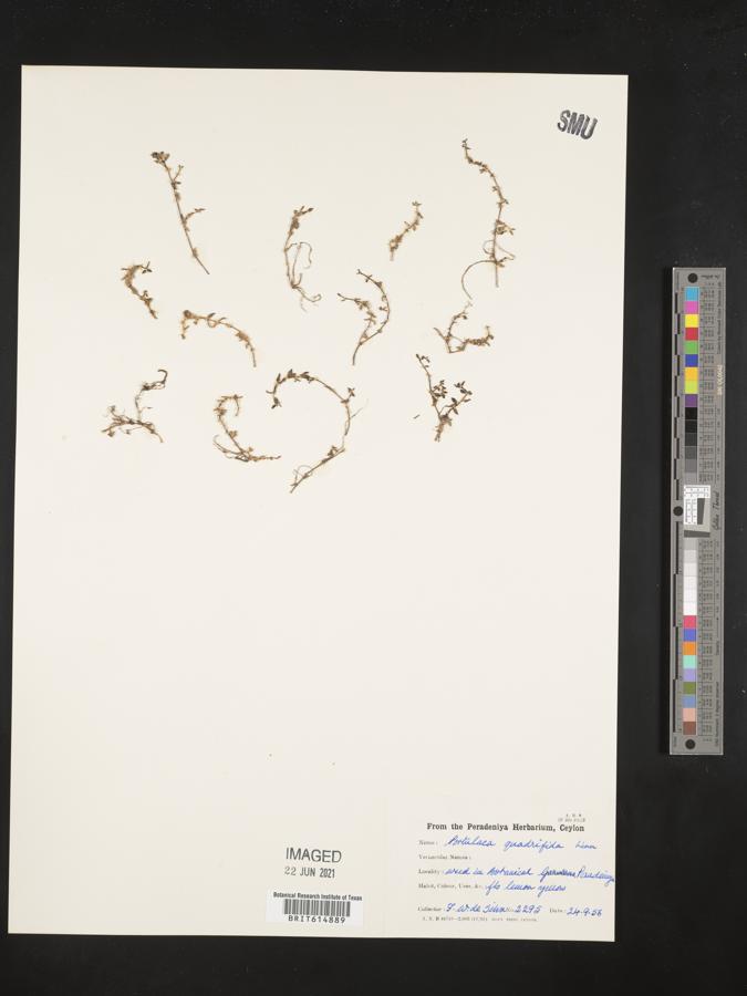 Portulaca quadrifida image
