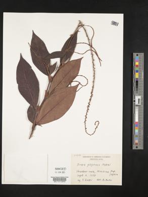 Image of Persicaria filiformis