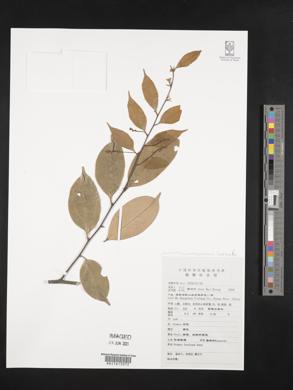 Image of Prunus fordiana