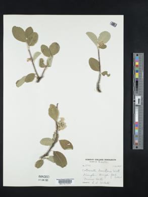Cotoneaster bacillaris image