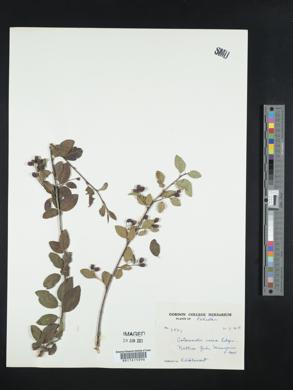 Cotoneaster roseus image