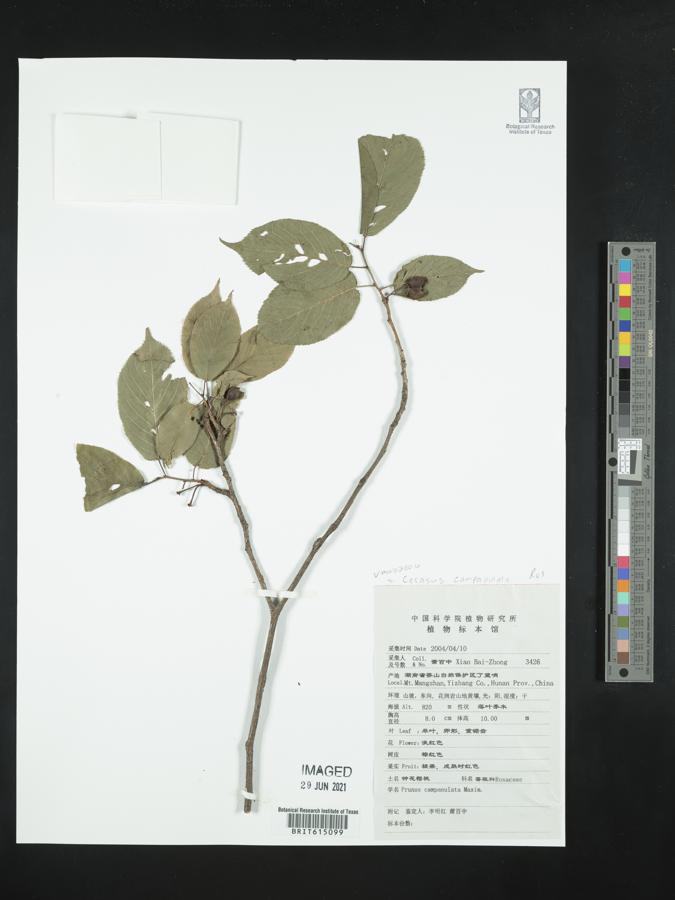 Prunus campanulata image