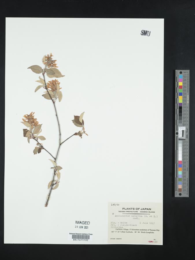 Amelanchier asiatica image