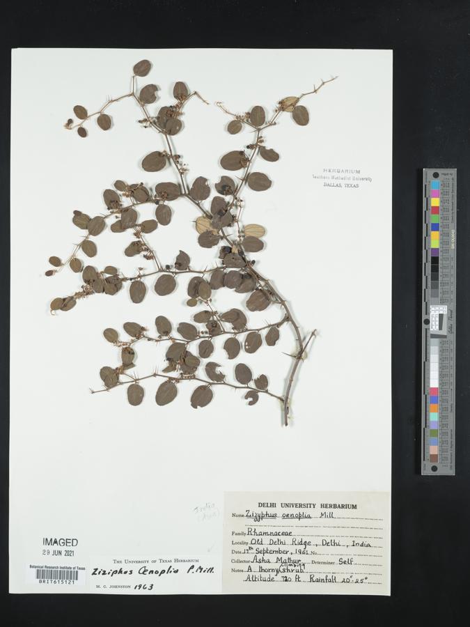 Ziziphus oenopolia image
