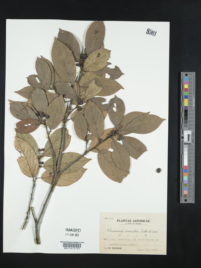 Frangula crenata image