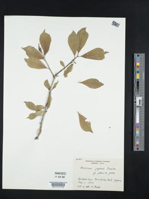 Rhamnus japonica image