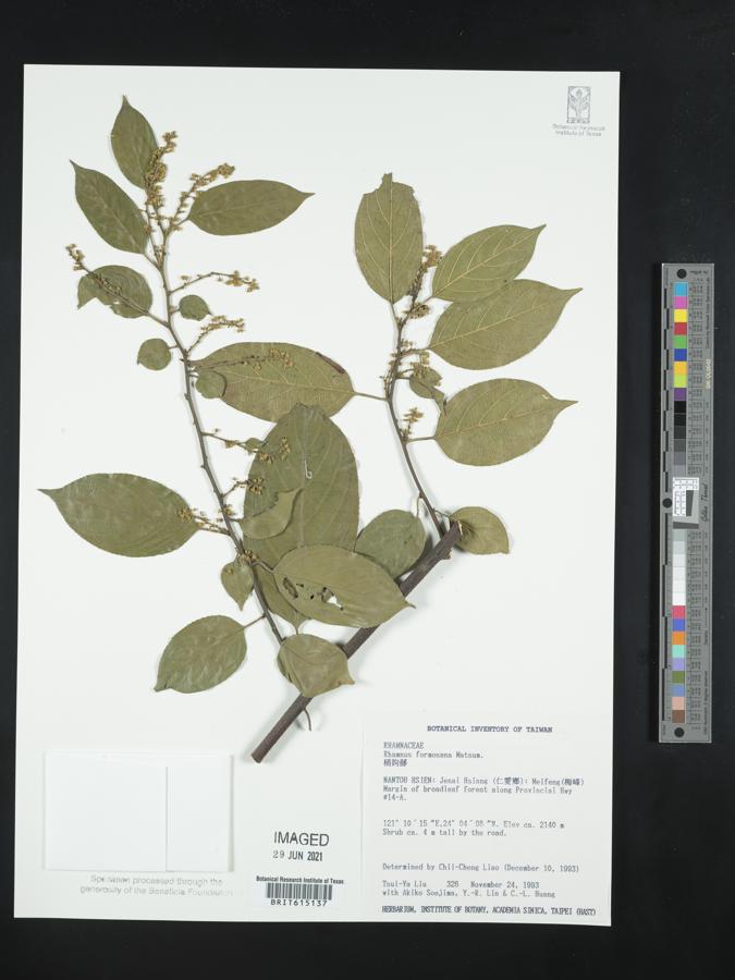 Rhamnus formosana image