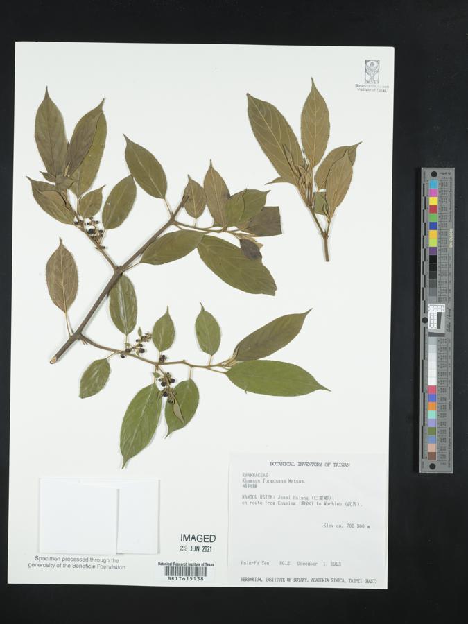 Rhamnus formosana image