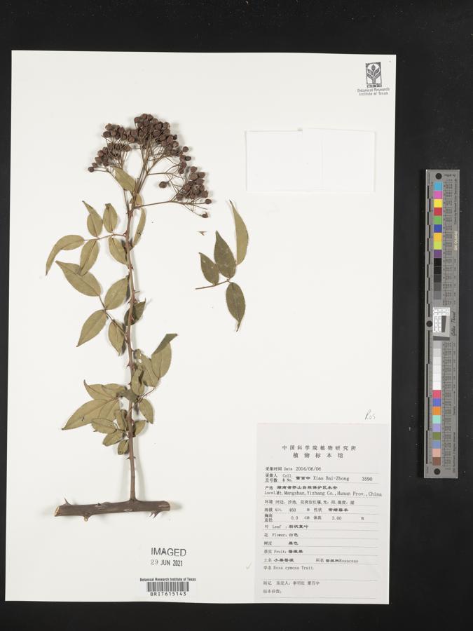 Rosa cymosa image