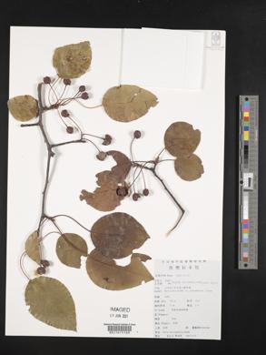Pyrus betulifolia image