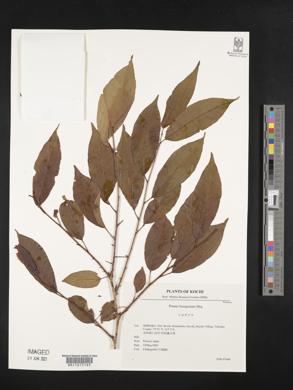 Prunus buergeriana image