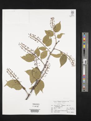 Prunus grayana image