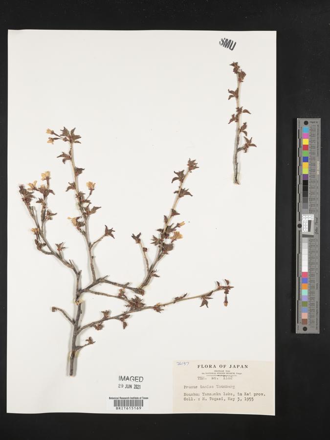 Prunus incisa image