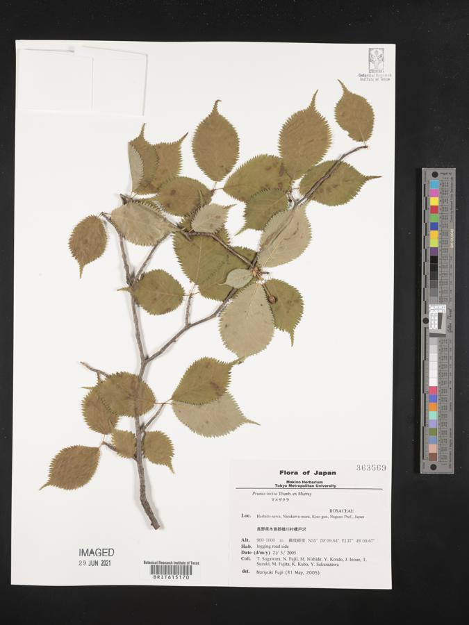 Prunus incisa image