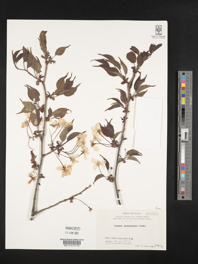 Prunus jamasakura image