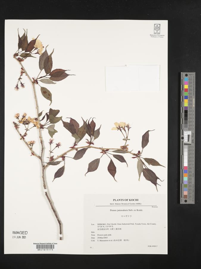 Prunus jamasakura image