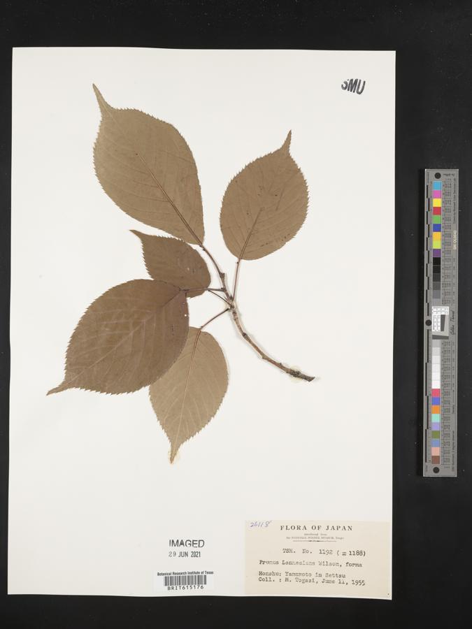 Prunus lannesiana image