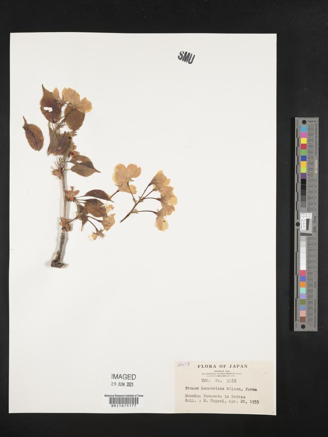 Prunus lannesiana image