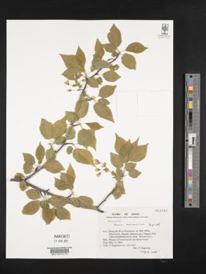 Prunus maximowiczii image
