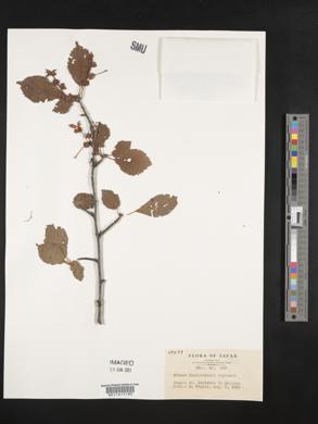 Prunus maximowiczii image