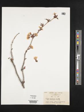 Prunus nipponica image