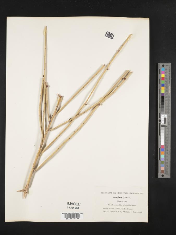 Prunus arabica image