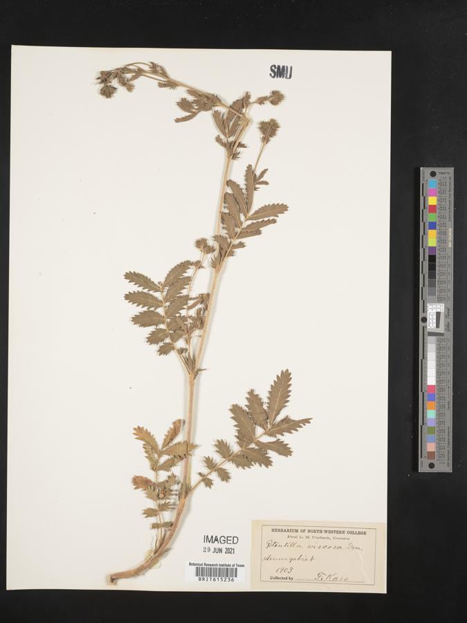 Potentilla longifolia image