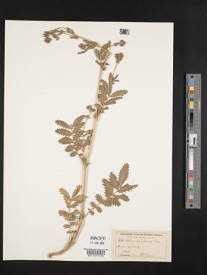 Image of Potentilla longifolia