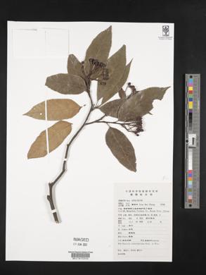Photinia schneideriana image