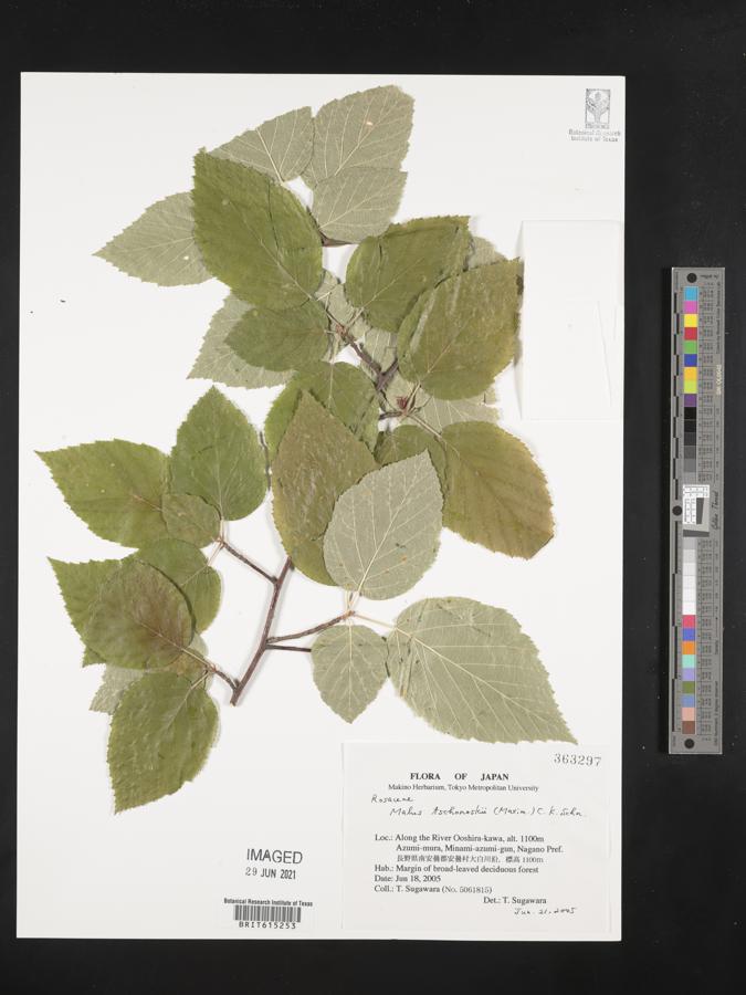 Malus tschonoskii image