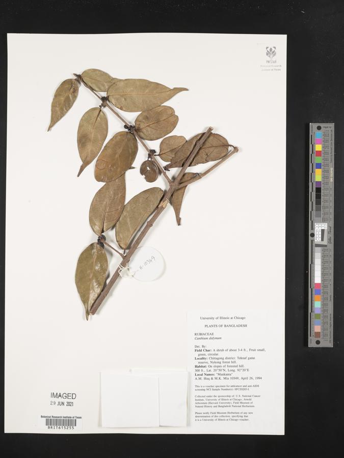 Psydrax dicoccos var. dicoccos image