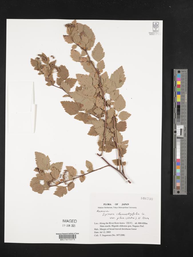 Spiraea chamaedryfolia var. pilosa image