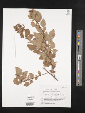 Spiraea chamaedryfolia image