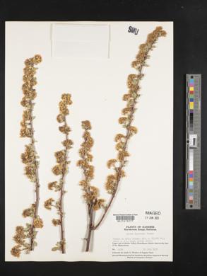Image of Spiraea lasiocarpa