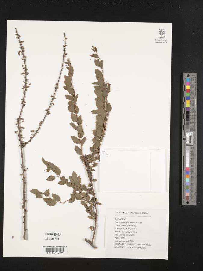 Spiraea prunifolia var. simpliciflora image