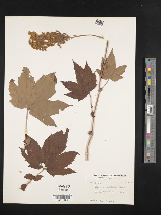 Filipendula vestita image