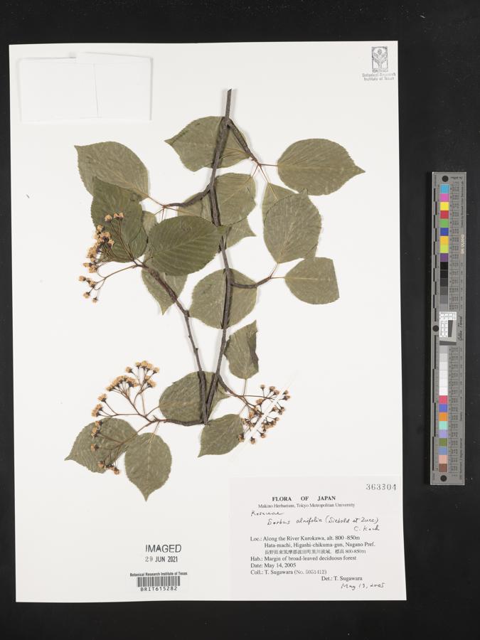 Sorbus alnifolia image