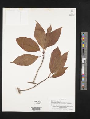 Image of Sorbus granulosa
