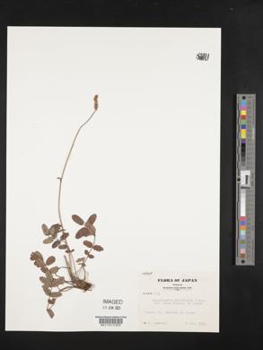 Sanguisorba tenuifolia image