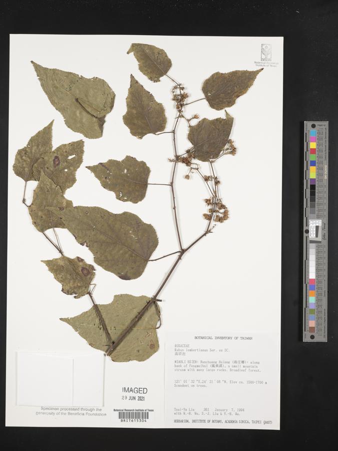 Rubus lambertianus image