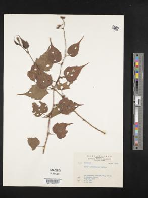 Rubus lambertianus image