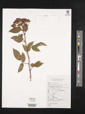 Rubus leucanthus image