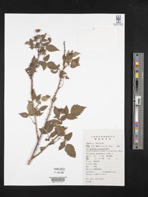 Rubus rosaefolius image