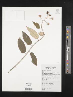 Rubus swinhoei image