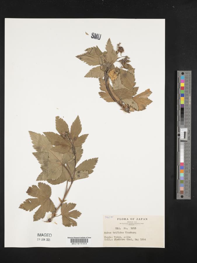 Rubus trifidus image